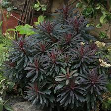 Image result for Euphorbia glanduligera