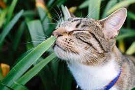 Find out which ones specifically are dangerous for cats. Toxic Plants For Pets Rspca Nsw