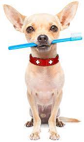 Regular professional dental cleanings and oral exams can help tackle the buildup of smelly, sticky. Pet Dental Care Affordable Animal Hospital