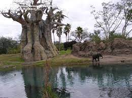 Angiospermous tree , flowering tree any tree having seeds and ovules contained in the ovary Plantfiles Pictures Adansonia Species Baobab Tree Judas Fruit Monkey Bread Tree Upside Down Tree Adansonia Digitata By Palmbob