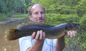 The fishing skill is increased by fishing the fishes in river, pond or lake with a fishing rod. The Bowfin Arkansas Wild