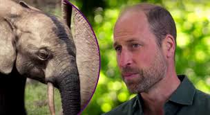 Prince William announces new wildlife documentary show as he hails David  Attenborough as 'inspiration'