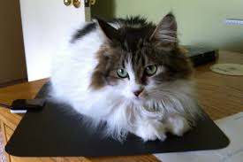 Learn more from webmd about the causes, symptoms, and while medical treatment can help control cat allergies, the best approach is simple: Will An Electronic Pest Repellent Bother My Pets The Solid Signal Blog