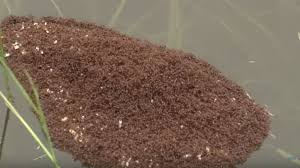 Image result for pictures of ants building an ant raft on a river