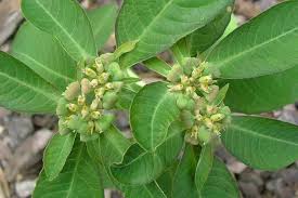 Image result for Euphorbia heterophylla