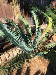 Image result for Encephalartos munchii