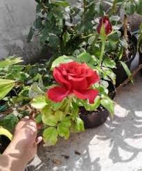 Cara praktis menanam dan merawat bunga krokot atau bunga moss rose sangat gampang dan mudah bunganya ada 21 warna sangat indah menanam bunga bersama cenut nu. Teknik Budidaya Tanaman Hias Mawar Tanaman Hias