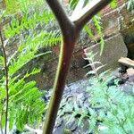 Image result for Blechnum attenuatum