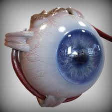 Eye Anatomy 3d Model Heykel Anatomi Gozler