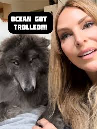 The Bullmastiff, a cross between the Mastiff and the Bulldog, was developed  in 19th-century England; it was used chiefly to discourage poaching