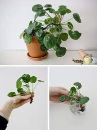 Pilea Peperomioides Google Search Plants Chinese Money Plant House Plants