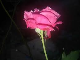 Sekuntum bunga anggrek duración 3:23 tamaño 4.97 mb / download here. Se Kuntum Bunga Mawar Yang Indah Steemkr