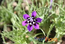 Image result for Lapeirousia