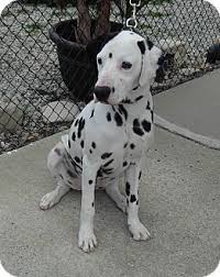 Find dalmatian puppies for sale with pictures from reputable dalmatian breeders. Pin On Dalmations For Adoption
