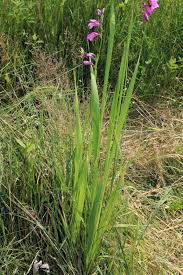 Image result for Gladiolus microspicatus
