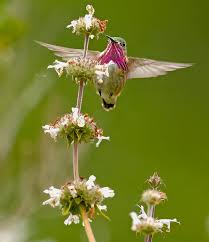 Check spelling or type a new query. Blog Birds And Blooms
