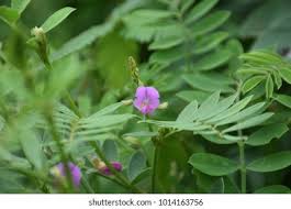 Image result for Tephrosia aequilata