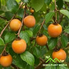 Image result for Diospyros virgata