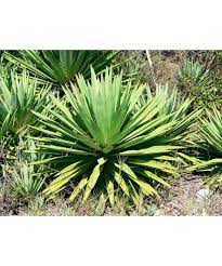 Image result for Agave sisalana