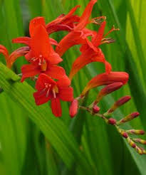 Crocosmia Masoniorum Lucifer Montbretie Knollenpflanzen Japanisches Blutgras Sonnenbraut