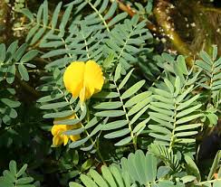 Image result for Aeschynomene schimperi