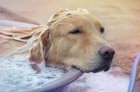 Search and see photos of adoptable pets in the dyersburg, tn area. Dog Grooming The Pet Stop Toelettatura Per Animali Dyersburg Facebook 21 Foto