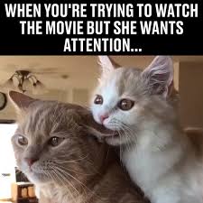 Pin By Masia Knopfleri On Stuff Video Funny Cat Memes Cute Animals Funny Animals