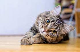 Gambar kartun lucu pp wa couple terpisah kucing. 7 Rekomendasi Anime Buat Kamu Yang Suka Dengan Kucing Kumparan Com