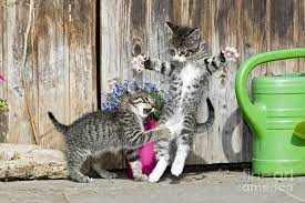 Kittens also use playtime to learn about their developing skills and practice stalking, chasing and buy cat vs cat. Kittens Play Fighting Photograph By Duncan Usher