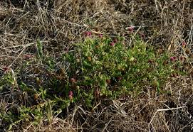 Image result for Sphaeranthus gazaensis