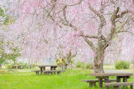 長谷運動広場 | スポット一覧 | 京都府観光連盟公式サイト