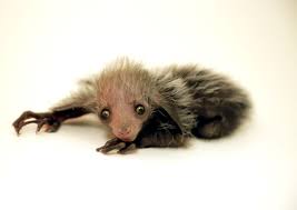 Pin On Zooborns
