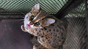Harga yang tinggi bisa dipengaruhi oleh umur dan juga vaksinasi dari kucing itu. Viral Aksi Bantai Dan Santap Kucing Hutan Di Riau Netizen Dibuat Geram