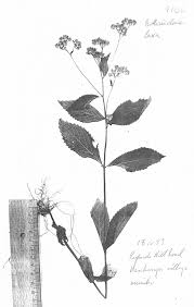 Image result for Bothriocline laxa