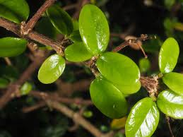 Image result for Malpighia coccigera