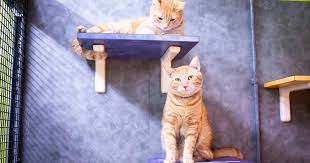 The drug used for humane euthanasia is pentobarbital, a barbiturate that humanely stops breathing and heartbeat. American Pets Alive Saving Felv Cats Your Felv Questions Answered