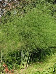 Image result for Asparagus migeodii