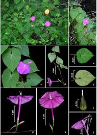 Image result for Ipomoea fulvicaulis