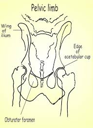 There are many organs that sit in the pelvis, including much of the urinary system, and lots of the male or female reproductive systems. Dog Anatomy Female Anatomy Drawing Diagram