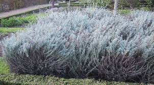Image result for Helichrysum chasei