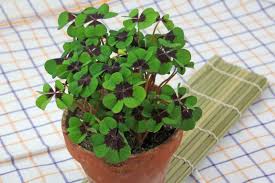 In theory, they need some time to rest and rejuvenate. How To Care For Lucky Clover Oxalis Tetraphylla As A Balcony Or Indoor Plant