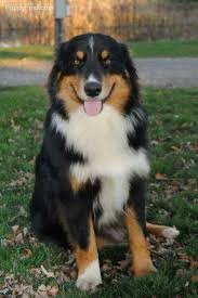 Pin On Aussie Dog House