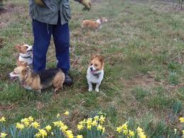 The welsh corgi is a loving and affectionate breed who will be a puppy at heart for its entire life. Nistler S Farm Corgis Nistler S Farm Corgis