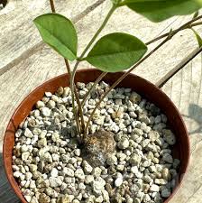 Image result for Raphionacme madiensis