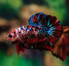 Sangat banyak sekali jenis ikan cupang yang berhasil di temukan. Giant Koi Galaxy Plakat Tail Betta Fish Betta Fish Types Betta Fish Betta
