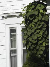 The leaves on solanum dulcamara can sometimes be heart shaped, more arrow, but can also be thought of a broadly heart shaped. What Is This Vine With Large Heart Shaped Leaves Found In Western New York State Gardening Landscaping Stack Exchange