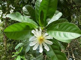 Image result for Caloncoba suffruticosa