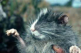 Check spelling or type a new query. Cute Alert Ashaninka Arboreal Chinchilla Rat Australian Geographic