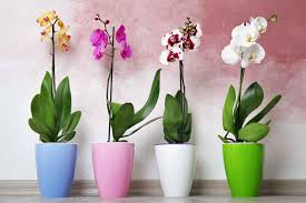 पौधे की देखभाल आर्किड | घर के पौधे फूल