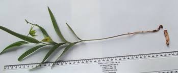 Image result for Littonia